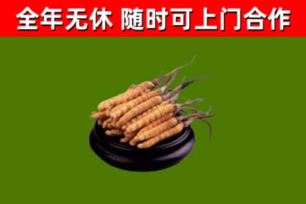 宜春烟酒回收冬虫夏草.jpg
